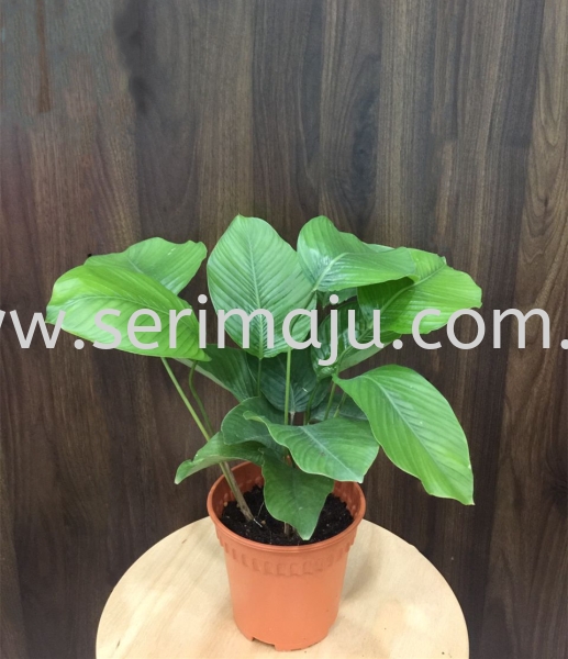 Thaumatococcus Daniellii Potted Plants / Indoor Plants Malaysia, Johor, Muar Supplier, Supply, Wholesale, Wholesaler | Tapak Semaian Seri Maju Sdn Bhd