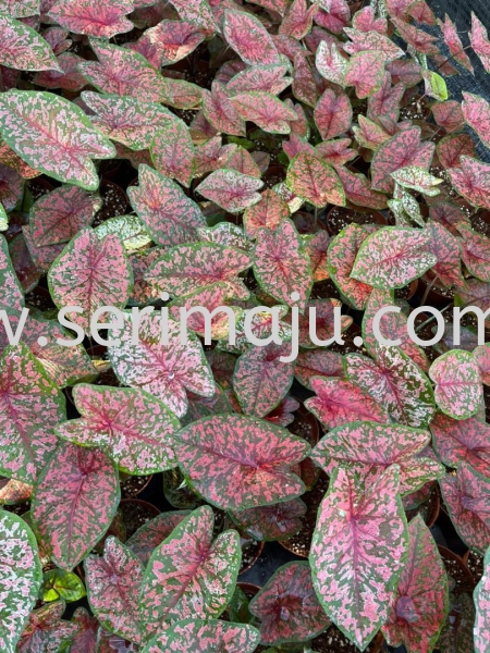 Caladium C16 Potted Plants / Indoor Plants Malaysia, Johor, Muar Plants Wholesale, Wholesaler, Supplier, Supply | Tapak Semaian Seri Maju Sdn Bhd