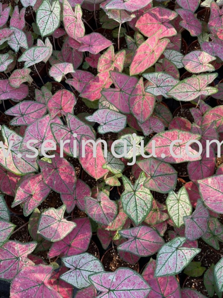 Caladium Debutante Pink Potted Plants / Indoor Plants Malaysia, Johor, Muar Supplier, Supply, Wholesale, Wholesaler | Tapak Semaian Seri Maju Sdn Bhd