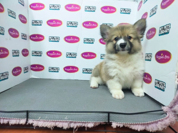 Pembroke Welsh Corgi (Female) Available Puppy For Sale/Booking Selangor, Malaysia, Kuala Lumpur (KL), Setia Alam Services | Keegan's Pets (Precious Pet)