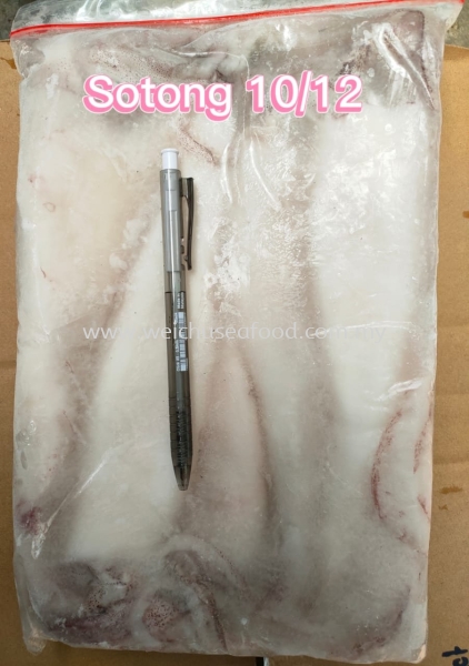 Sotong 10/12 Fresh Squid Selangor, Malaysia, Kuala Lumpur (KL), Klang Supplier, Suppliers, Supply, Supplies | Wei Chu Seafood Supply Trading Sdn Bhd