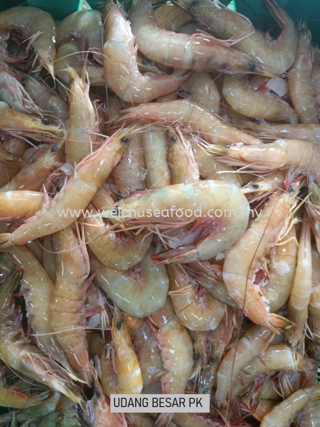 Udang Besar PK Fresh Shrimp Selangor, Malaysia, Kuala Lumpur (KL), Klang Supplier, Suppliers, Supply, Supplies | Wei Chu Seafood Supply Trading Sdn Bhd