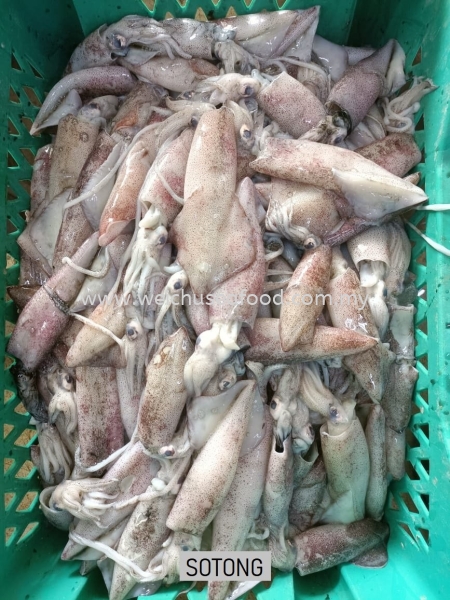 Sotong Fresh Squid Selangor, Malaysia, Kuala Lumpur (KL), Klang Supplier, Suppliers, Supply, Supplies | Wei Chu Seafood Supply Trading Sdn Bhd