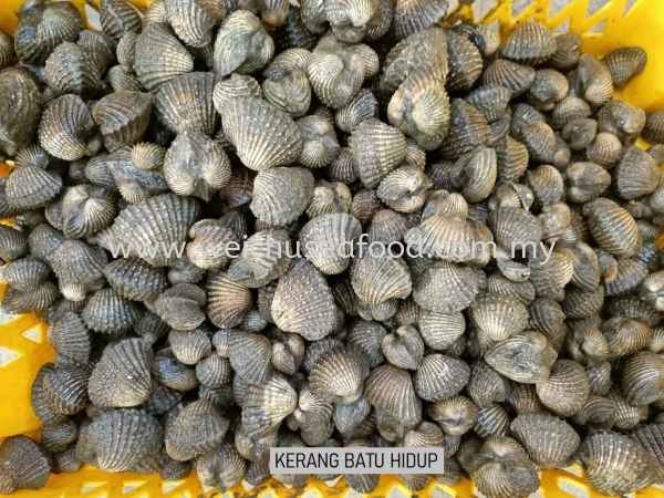 Kerang Batu Hidup Fresh Clam Selangor, Malaysia, Kuala Lumpur (KL), Klang Supplier, Suppliers, Supply, Supplies | Wei Chu Seafood Supply Trading Sdn Bhd