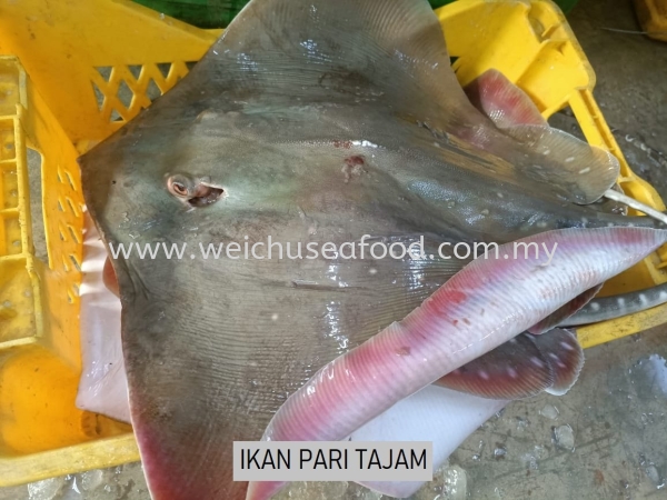 Ikan Pari Tajam Fresh Fish Selangor, Malaysia, Kuala Lumpur (KL), Klang Supplier, Suppliers, Supply, Supplies | Wei Chu Seafood Supply Trading Sdn Bhd