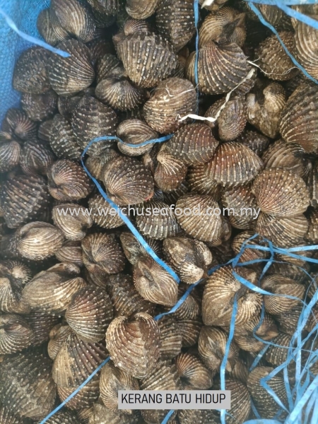 Kerang Batu Hidup Fresh Clam Selangor, Malaysia, Kuala Lumpur (KL), Klang Supplier, Suppliers, Supply, Supplies | Wei Chu Seafood Supply Trading Sdn Bhd