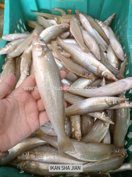 Ikan Sha Jian Fresh Fish Selangor, Malaysia, Kuala Lumpur (KL), Klang Supplier, Suppliers, Supply, Supplies | Wei Chu Seafood Supply Trading Sdn Bhd