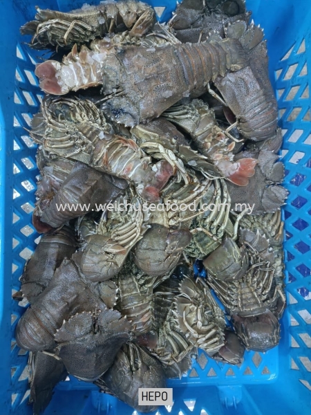 Hepo Fresh Shrimp Selangor, Malaysia, Kuala Lumpur (KL), Klang Supplier, Suppliers, Supply, Supplies | Wei Chu Seafood Supply Trading Sdn Bhd