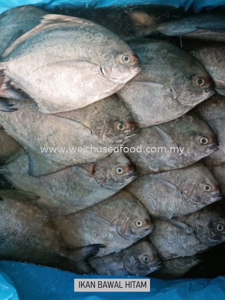 Ikan Bawal Hitam Fresh Fish Selangor, Malaysia, Kuala Lumpur (KL), Klang Supplier, Suppliers, Supply, Supplies | Wei Chu Seafood Supply Trading Sdn Bhd