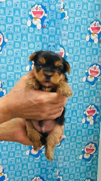 Yorkshire Terrier (Male1) Available Puppy For Sale/Booking Selangor, Malaysia, Kuala Lumpur (KL), Setia Alam Services | Keegan's Pets (Precious Pet)