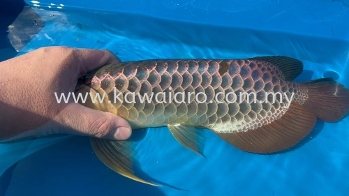 Malaysia Golden F2 Pure Breed Blue Base Short Body Arowana