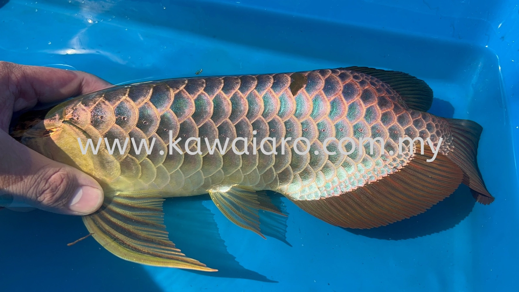 Malaysia Golden F2 Pure Breed Blue Base Short Body Arowana