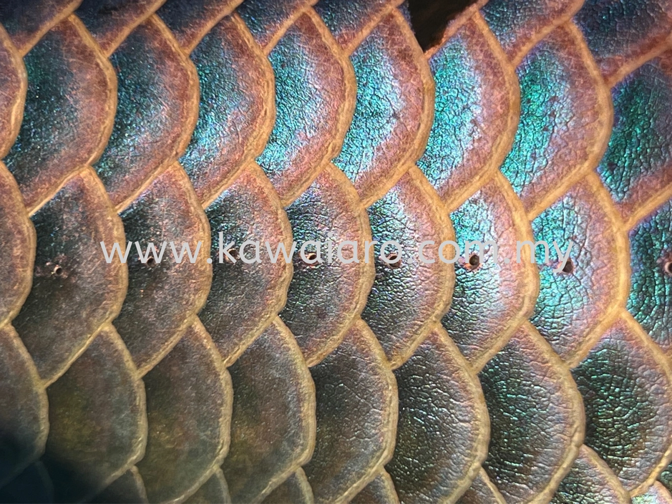 Malaysia Golden F2 Pure Breed Blue Base Short Body Arowana