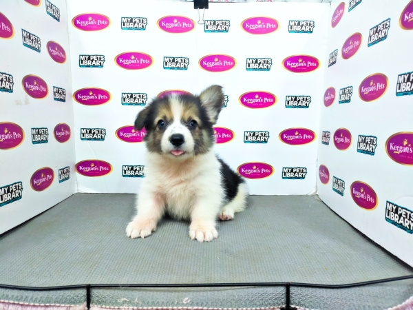 Pembroke Welsh Corgi - Tri (Male) Available Puppy For Sale/Booking Selangor, Malaysia, Kuala Lumpur (KL), Setia Alam Services | Keegan's Pets (Precious Pet)