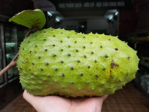 Soursop 红毛榴莲