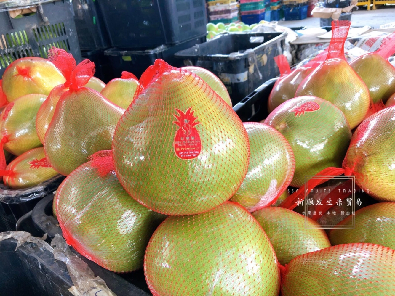 Pomelo 白肉柚