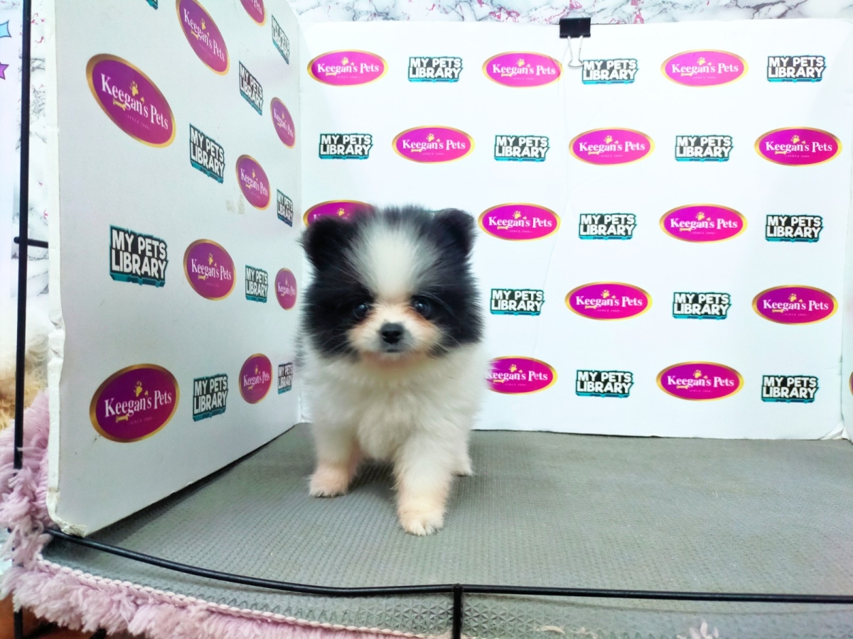 Pomeranian - Black White (Female) Available Puppy For Sale/Booking  Selangor, Malaysia, Kuala Lumpur (KL), Setia Alam