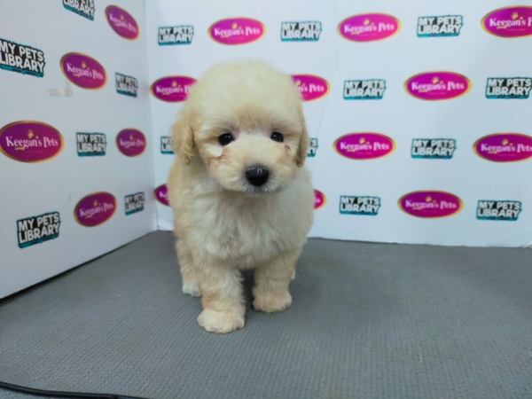 Tiny Toy Poodle - Cream White (Male) Available Puppy For Sale/Booking Selangor, Malaysia, Kuala Lumpur (KL), Setia Alam Services | Keegan's Pets (Precious Pet)