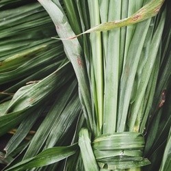 Vetiver (Haiti)