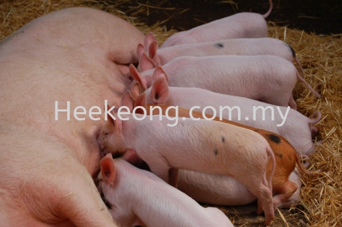即日起每公斤猪肉涨至RM2.50　槟屠业公所：未来数周或不断涨