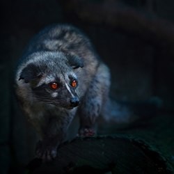 Civet Essence **