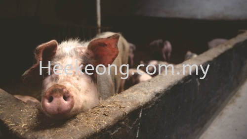 In Sabah, pork prices to increase for fifth time this year