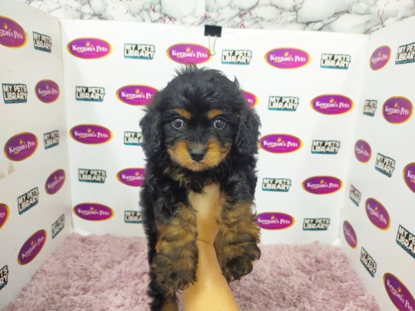 Cavapoo - Black Tan (Male) Available Puppy For Sale/Booking Selangor, Malaysia, Kuala Lumpur (KL), Setia Alam Services | Keegan's Pets (Precious Pet)