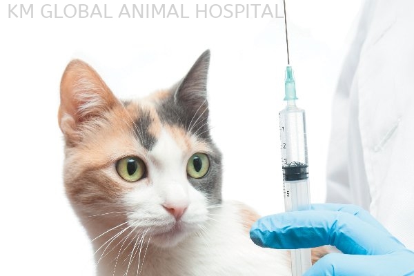 Vaksinasi Anjing dan Kucing Kesihatan dan Perubatan Pencegahan Selangor, Malaysia, Kuala Lumpur (KL), Batu Caves Services | KM GLOBAL ANIMAL HOSPITAL SDN. BHD.