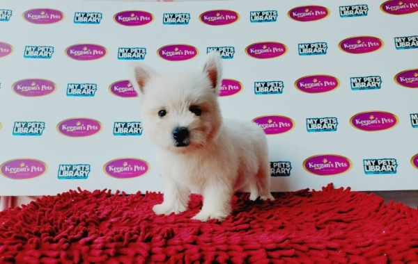 West Highland White Terrier (Male) Available Puppy For Sale/Booking Selangor, Malaysia, Kuala Lumpur (KL), Setia Alam Services | Keegan's Pets (Precious Pet)