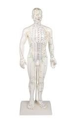 V.5 [MALE] ACUPUNCTURE MODEL ģ У V. Models ģ Selangor, Malaysia, Kuala Lumpur (KL), Petaling Jaya (PJ) Supplier, Suppliers, Supply, Supplies | San-Tronic Medical Devices Sdn Bhd