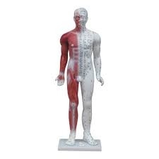 V.7 [85CM] MALE ACUPUNCTURE MODEL (WITH MUSCLE) ģͣʣ