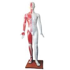 V.8 [178CM] MALE DELUXE ACUPUNCTURE MODEL ģ -  V. Models ģ Selangor, Malaysia, Kuala Lumpur (KL), Petaling Jaya (PJ) Supplier, Suppliers, Supply, Supplies | San-Tronic Medical Devices Sdn Bhd