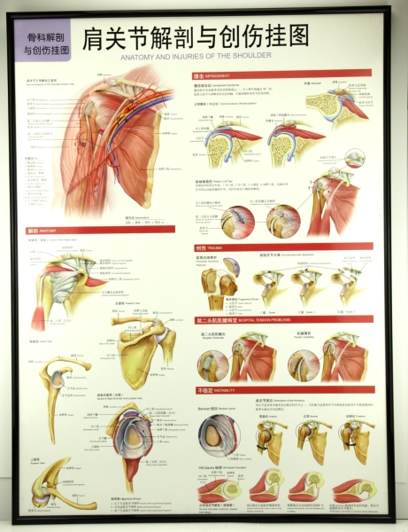 W.3 SHOULDER JOINT CHART ؽڽ봴˹ͼ W. Charts ͼ Selangor, Malaysia, Kuala Lumpur (KL), Petaling Jaya (PJ) Supplier, Suppliers, Supply, Supplies | San-Tronic Medical Devices Sdn Bhd