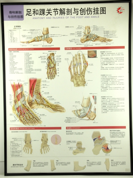 W.4 FOOT AND ANKLE JOINT CHART ׹ؽڽ봴˹ͼ W. Charts ͼ Selangor, Malaysia, Kuala Lumpur (KL), Petaling Jaya (PJ) Supplier, Suppliers, Supply, Supplies | San-Tronic Medical Devices Sdn Bhd