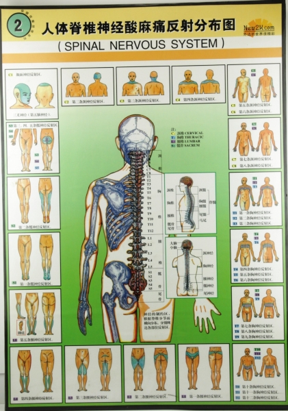 W.8 SPINAL NERVOUS SYSTEM 弹׵鷴ֲͼ W. Charts ͼ Selangor, Malaysia, Kuala Lumpur (KL), Petaling Jaya (PJ) Supplier, Suppliers, Supply, Supplies | San-Tronic Medical Devices Sdn Bhd