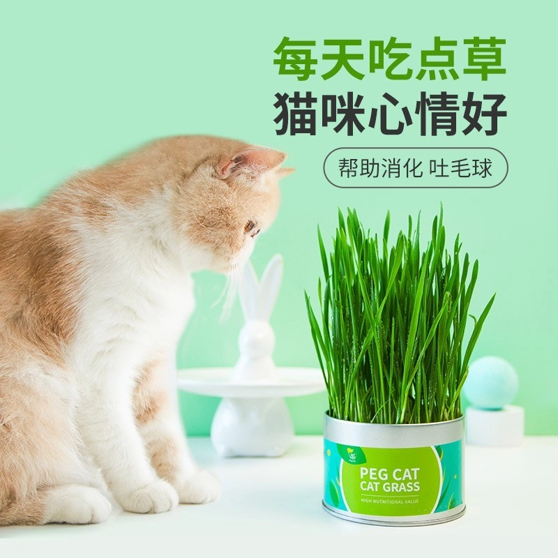 [Cat grass] Easy To Grow & Remove Hair Balls Which Helps Digestion and Health 