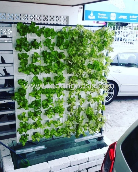 Commercial use system Hydroponics Penang, Kuala Lumpur (KL), Malaysia Supplier, Wholesaler, Provider | Ladang Oasis Sdn. Bhd.