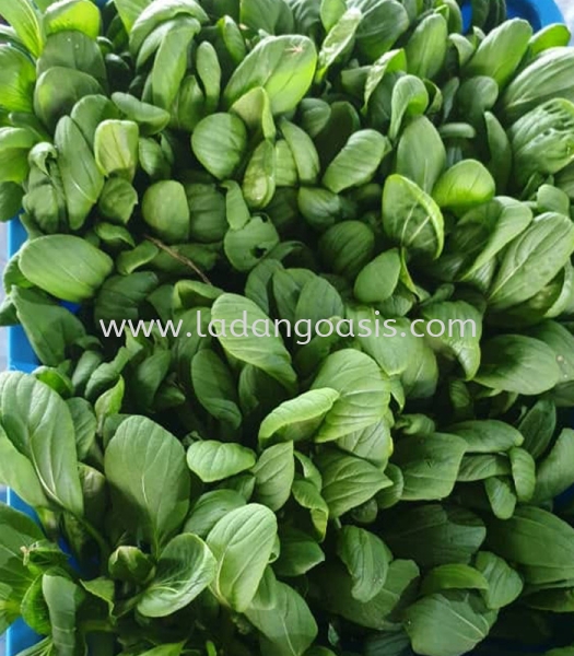 Vegetables Vegetables Penang, Kuala Lumpur (KL), Malaysia Supplier, Wholesaler, Provider | Ladang Oasis Sdn. Bhd.