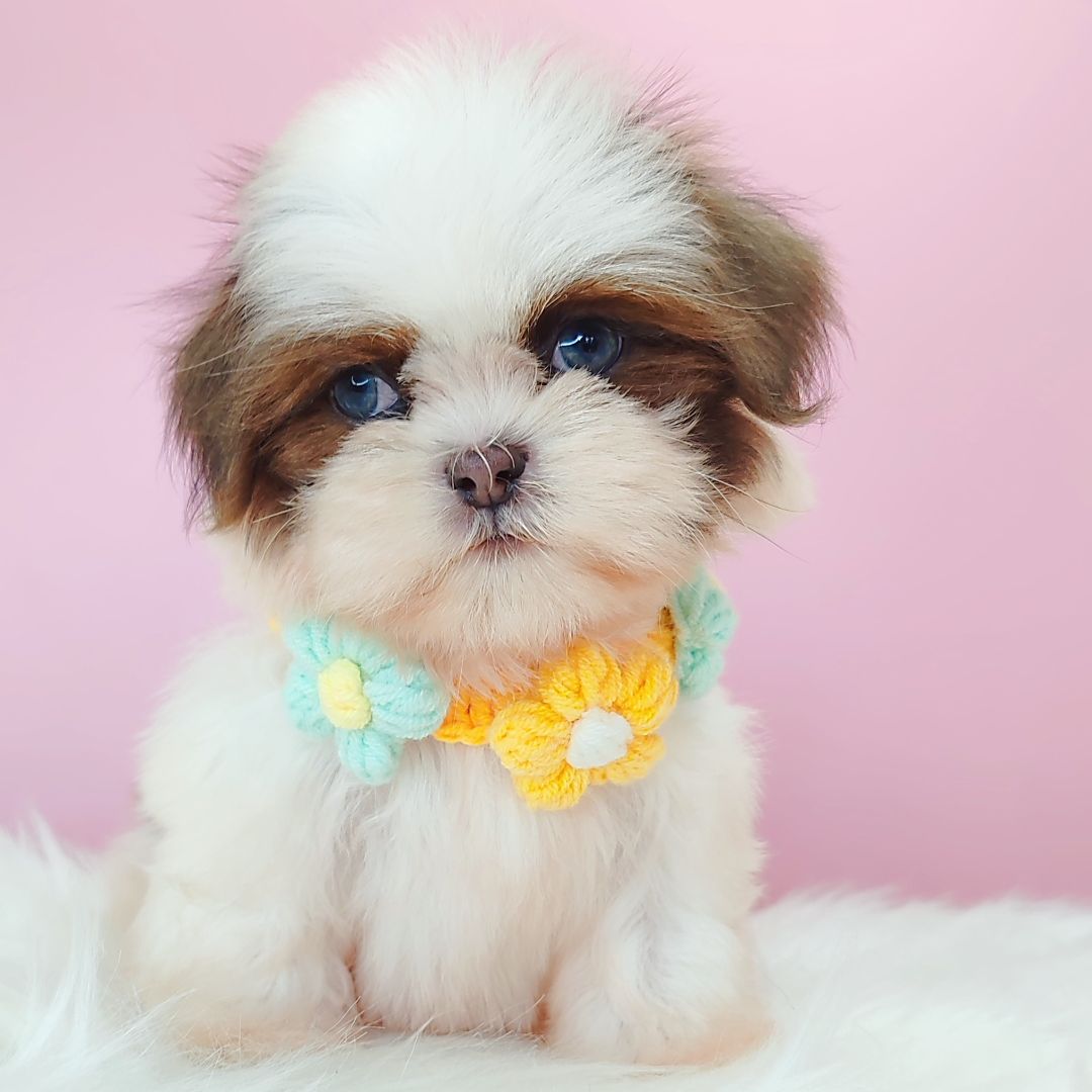 Shih Tzu 西施