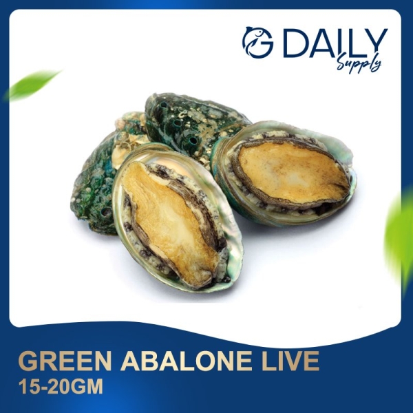 Green Abalone 15-20gm (LIVE) Scallop / Squid / Shell Seafood Selangor, Malaysia, Kuala Lumpur (KL), Batu Caves Supplier, Suppliers, Supply, Supplies | G DAILY SUPPLY SDN BHD