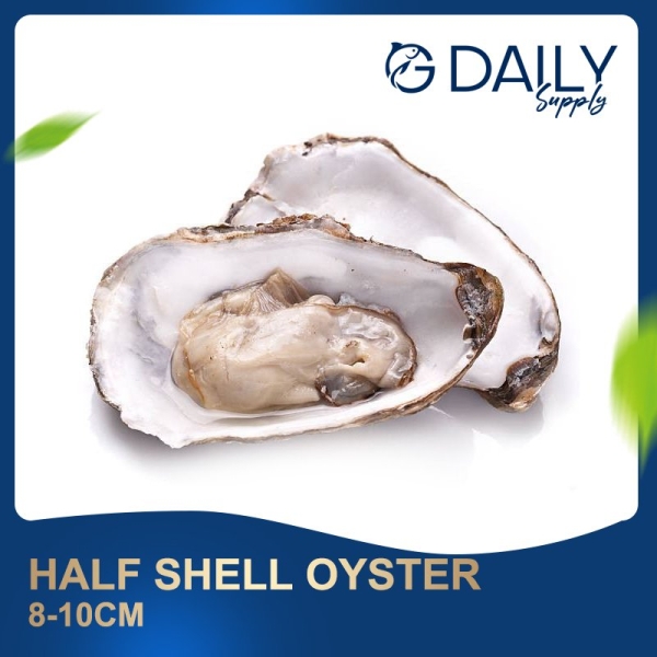 Half Shell Oyster 8-10cm Scallop / Squid / Shell Seafood Selangor, Malaysia, Kuala Lumpur (KL), Batu Caves Supplier, Suppliers, Supply, Supplies | G DAILY SUPPLY SDN BHD