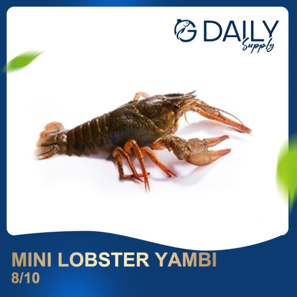 Mini Lobster Yambi 8/10 Crab / Prawn Selangor, Malaysia, Kuala Lumpur (KL), Batu Caves Supplier, Suppliers, Supply, Supplies | G DAILY SUPPLY SDN BHD