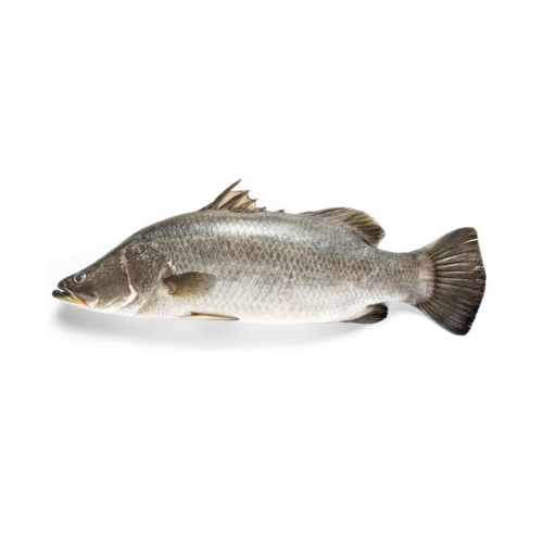 Ikan Siakap Approx 600-700g