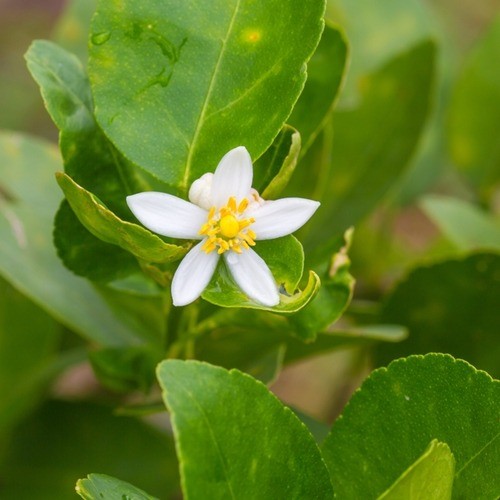 Ethyl Linalool