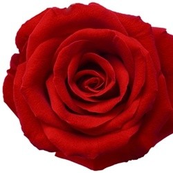 Rose Oxide (Racemic) 50%