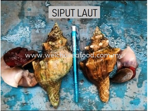 Siput Laut Others Selangor, Malaysia, Kuala Lumpur (KL), Klang Supplier, Suppliers, Supply, Supplies | Wei Chu Seafood Supply Trading Sdn Bhd