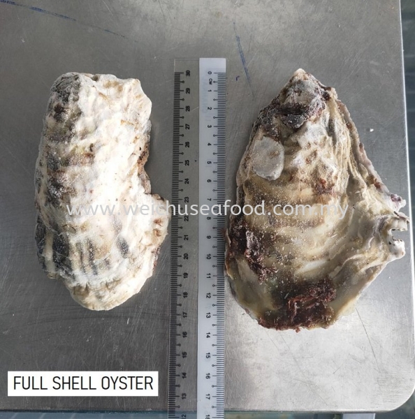 Full Shell Oyster Frozen Clam Selangor, Malaysia, Kuala Lumpur (KL), Klang Supplier, Suppliers, Supply, Supplies | Wei Chu Seafood Supply Trading Sdn Bhd