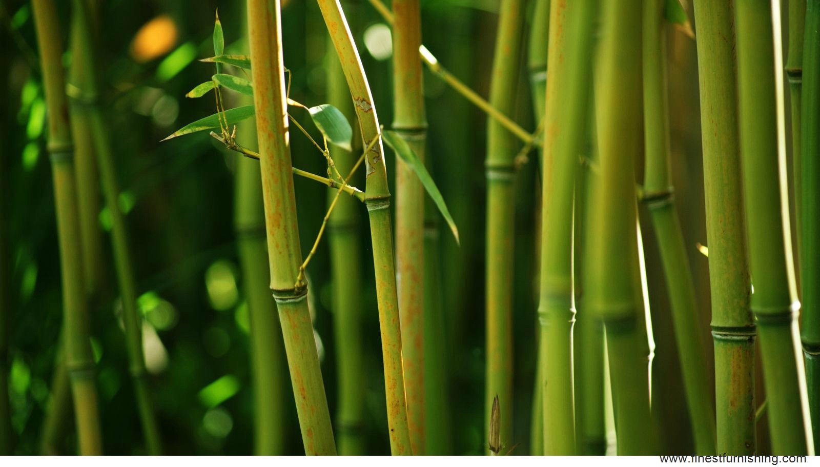 Wallpaper Bamboo 55 pictures