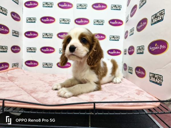 Cavalier King Charles Spaniel - Blenheim (Female) Available Puppy For Sale/Booking Selangor, Malaysia, Kuala Lumpur (KL), Setia Alam Services | Keegan's Pets (Precious Pet)