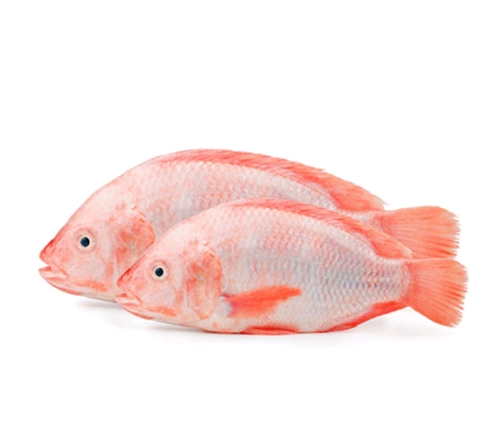 Ikan Tilapia 500g - 600g